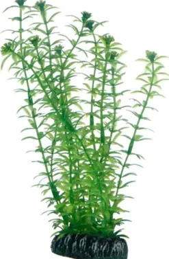 Discount Lagarosiphon 20 cm Akvarieplanter
