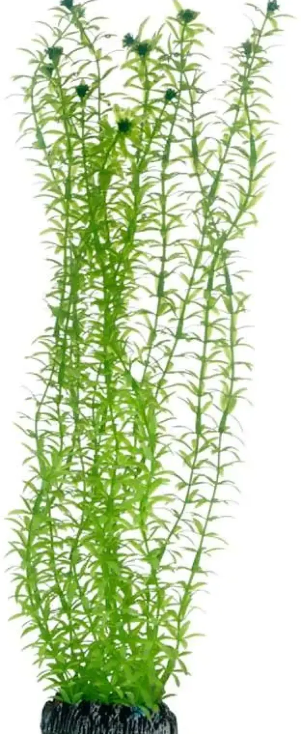 Online Lagarosiphon 34 cm Akvarieplanter