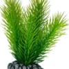Sale Mayaca 7 cm Akvarieplanter