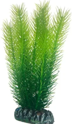 Discount Mayaca 16 cm Akvarieplanter