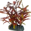 Best Nesaea 7 cm Akvarieplanter