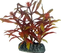 Best Nesaea 7 cm Akvarieplanter