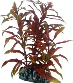 New Nesaea 13 cm Akvarieplanter