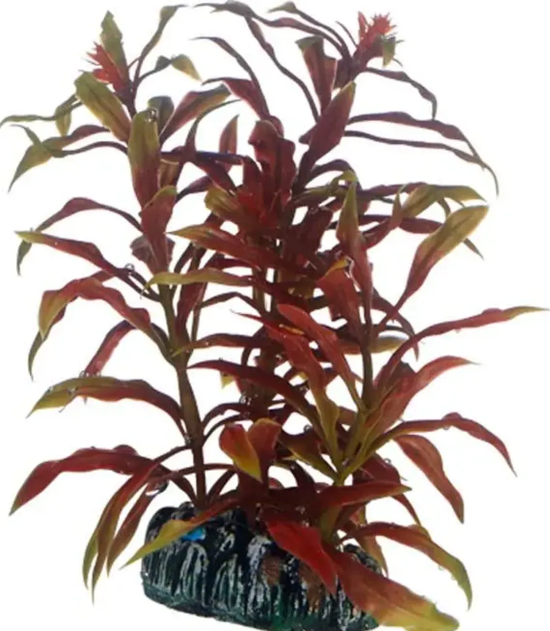 New Nesaea 13 cm Akvarieplanter