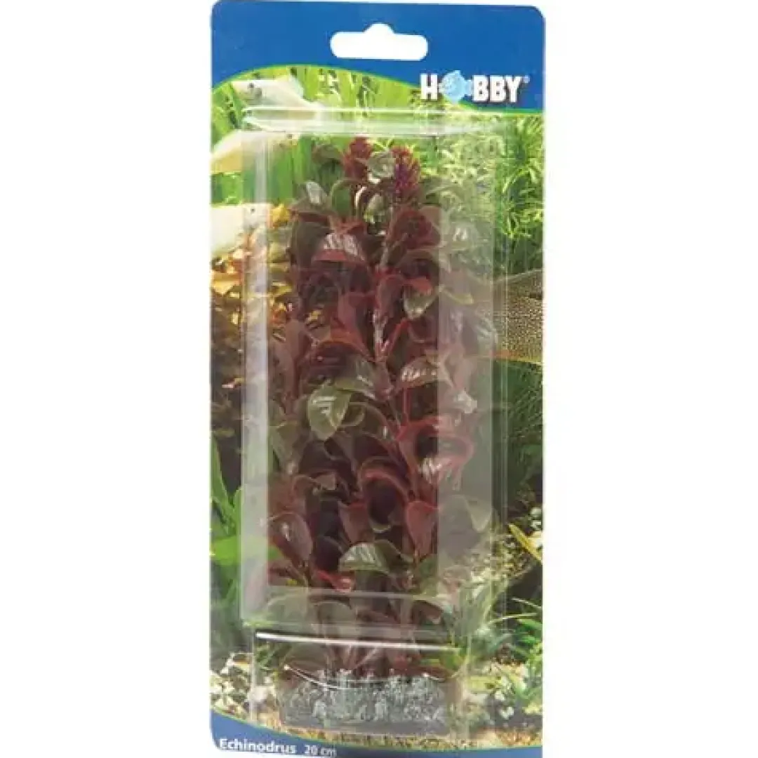 Clearance Rotala 16 cm Akvarieplanter
