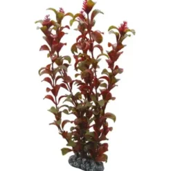 Clearance Rotala 16 cm Akvarieplanter