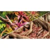 Terrariebaggrund 100x60 cm Colorful Jungle / Strangler Fig Dekoration Til Terrarier