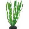 Vallisneria 20 cm Akvarieplanter