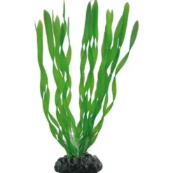Vallisneria 20 cm Akvarieplanter