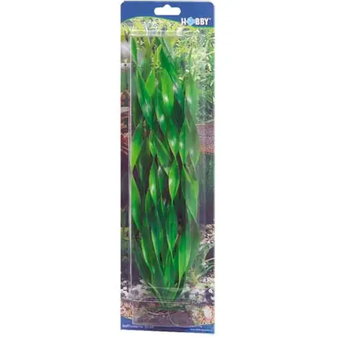 Hot Vallisneria 46 cm Akvarieplanter