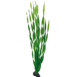 Discount Vallisneria 60 cm Akvarieplanter