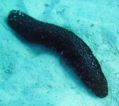 Online Holothuria atra Søpølse sort Anemone, Bløddyr Og Snegle Til Saltvand