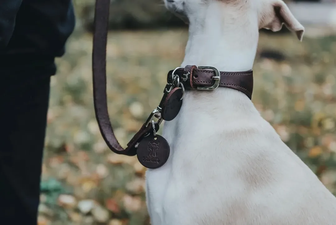 Online Aalborg Førerline til Hund Mørkebrun 20/100 Hundesnor I Mange Varianter Og Materialer|Hundesnor Til Hvalpe