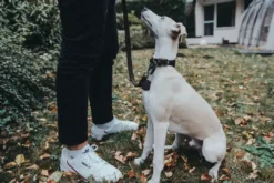Online Aalborg Førerline til Hund Mørkebrun 16/100 Hundesnor I Mange Varianter Og Materialer|Hundesnor Til Hvalpe