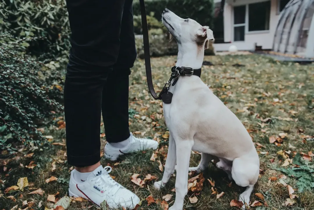 Outlet Aalborg Førerline til Hund Mørkebrun 13/110 Hundesnor I Mange Varianter Og Materialer|Hundesnor Til Hvalpe