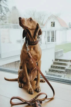 Outlet Aalborg Hundesnor Cognac 16/200 Hundesnor I Mange Varianter Og Materialer|Hundesnor Til Hvalpe