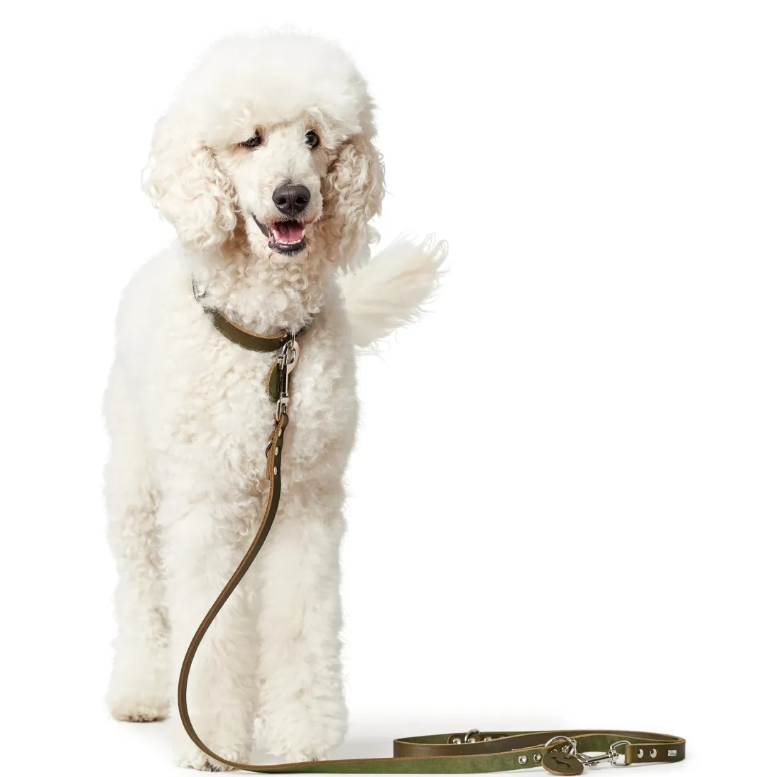 Best Aalborg Hundesnor Oliven 16/200 Hundesnor I Mange Varianter Og Materialer|Hundesnor Til Hvalpe