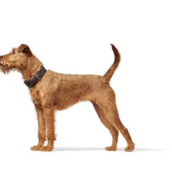 Hot Aalborg Rustica Mørkebrun 60 - 45-55 cm Hvalpehalsbånd - Bløde Og Sikre Halsbånd Med Perfekt Pasform Til Din Hvalp|Hundehalsbånd Med Stil - Komfort Og Sikkerhed Til Din Hund