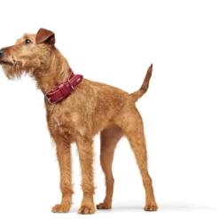 Aalborg Rustica Rød 55 - 40-48 cm Hvalpehalsbånd - Bløde Og Sikre Halsbånd Med Perfekt Pasform Til Din Hvalp|Hundehalsbånd Med Stil - Komfort Og Sikkerhed Til Din Hund