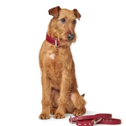 Aalborg Rustica Rød 55 - 40-48 cm Hvalpehalsbånd - Bløde Og Sikre Halsbånd Med Perfekt Pasform Til Din Hvalp|Hundehalsbånd Med Stil - Komfort Og Sikkerhed Til Din Hund