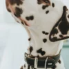 Aalborg Special hundehalsbånd Sort 50 - 36-44 cm Hvalpehalsbånd - Bløde Og Sikre Halsbånd Med Perfekt Pasform Til Din Hvalp|Hundehalsbånd Med Stil - Komfort Og Sikkerhed Til Din Hund