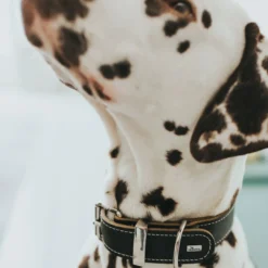 Outlet Aalborg Special Hundehalsbånd Sort 55 - 40-48 cm Hvalpehalsbånd - Bløde Og Sikre Halsbånd Med Perfekt Pasform Til Din Hvalp|Hundehalsbånd Med Stil - Komfort Og Sikkerhed Til Din Hund