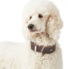 Discount Aalborg Special Hundehalsbånd Brun 35 - 24-30 cm Hvalpehalsbånd - Bløde Og Sikre Halsbånd Med Perfekt Pasform Til Din Hvalp|Hundehalsbånd Med Stil - Komfort Og Sikkerhed Til Din Hund