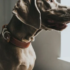 Outlet Aalborg Special Hundehalsbånd Cognac 35 - 24-30 cm Hvalpehalsbånd - Bløde Og Sikre Halsbånd Med Perfekt Pasform Til Din Hvalp|Hundehalsbånd Med Stil - Komfort Og Sikkerhed Til Din Hund