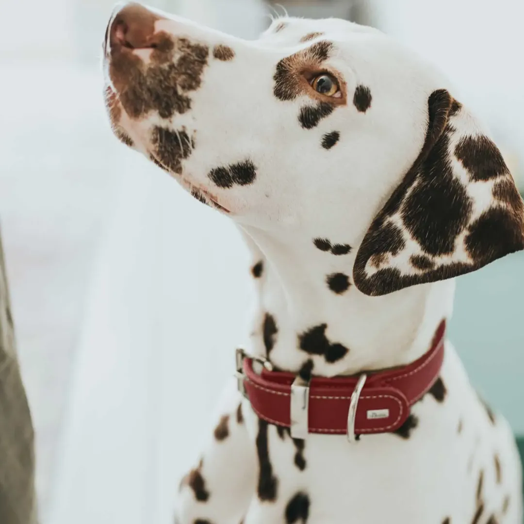 Outlet Aalborg Special Hundehalsbånd Rød 30 - 20-24 cm 2 cm Hvalpehalsbånd - Bløde Og Sikre Halsbånd Med Perfekt Pasform Til Din Hvalp|Hundehalsbånd Med Stil - Komfort Og Sikkerhed Til Din Hund