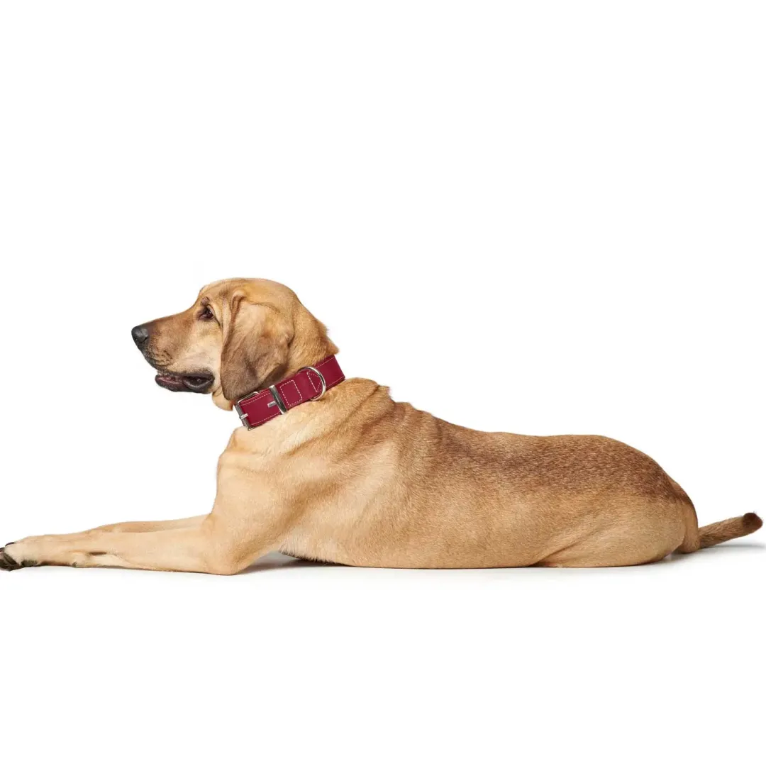 Outlet Aalborg Special Hundehalsbånd Rød 30 - 20-24 cm 2 cm Hvalpehalsbånd - Bløde Og Sikre Halsbånd Med Perfekt Pasform Til Din Hvalp|Hundehalsbånd Med Stil - Komfort Og Sikkerhed Til Din Hund