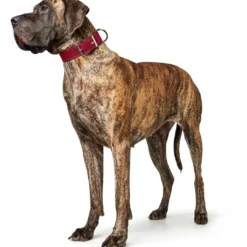 Discount Aalborg Special Hundehalsbånd Rød 45 - 30-38 cm Hvalpehalsbånd - Bløde Og Sikre Halsbånd Med Perfekt Pasform Til Din Hvalp|Hundehalsbånd Med Stil - Komfort Og Sikkerhed Til Din Hund
