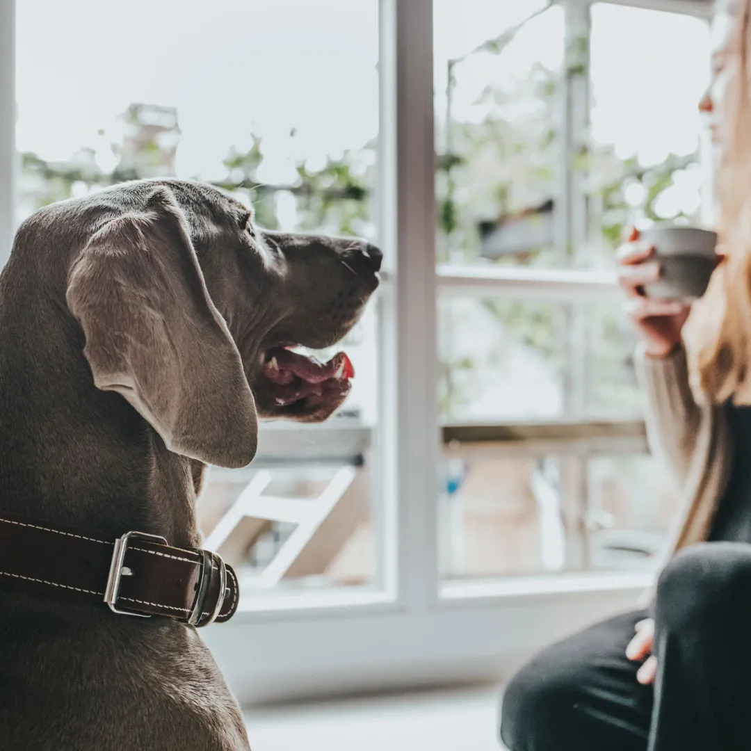 New Aalborg Special Hundehalsbånd 40 Cognac - 28-34 cm Hvalpehalsbånd - Bløde Og Sikre Halsbånd Med Perfekt Pasform Til Din Hvalp|Hundehalsbånd Med Stil - Komfort Og Sikkerhed Til Din Hund
