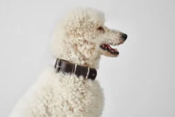 Best Aalborg 60 Special Mørkebrunt hundehalsbånd - 45-55 cm Hvalpehalsbånd - Bløde Og Sikre Halsbånd Med Perfekt Pasform Til Din Hvalp|Hundehalsbånd Med Stil - Komfort Og Sikkerhed Til Din Hund
