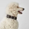 Hot Aalborg 70 Special Mørkebrunt hundehalsbånd - 51-61 cm Hvalpehalsbånd - Bløde Og Sikre Halsbånd Med Perfekt Pasform Til Din Hvalp|Hundehalsbånd Med Stil - Komfort Og Sikkerhed Til Din Hund