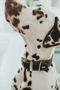 Online Aalborg 70 Special Sort hundehalsbånd - 51-61 cm Hvalpehalsbånd - Bløde Og Sikre Halsbånd Med Perfekt Pasform Til Din Hvalp|Hundehalsbånd Med Stil - Komfort Og Sikkerhed Til Din Hund