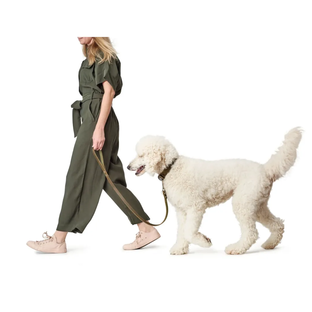 Hot Aalborg Sport Oliven 32 hundehalsbånd - 24-29 cm Hvalpehalsbånd - Bløde Og Sikre Halsbånd Med Perfekt Pasform Til Din Hvalp|Hundehalsbånd Med Stil - Komfort Og Sikkerhed Til Din Hund