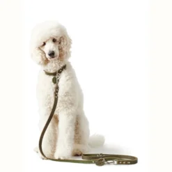 Clearance Aalborg Sport Oliven 37 hundehalsbånd - 28-33 cm Hvalpehalsbånd - Bløde Og Sikre Halsbånd Med Perfekt Pasform Til Din Hvalp|Hundehalsbånd Med Stil - Komfort Og Sikkerhed Til Din Hund