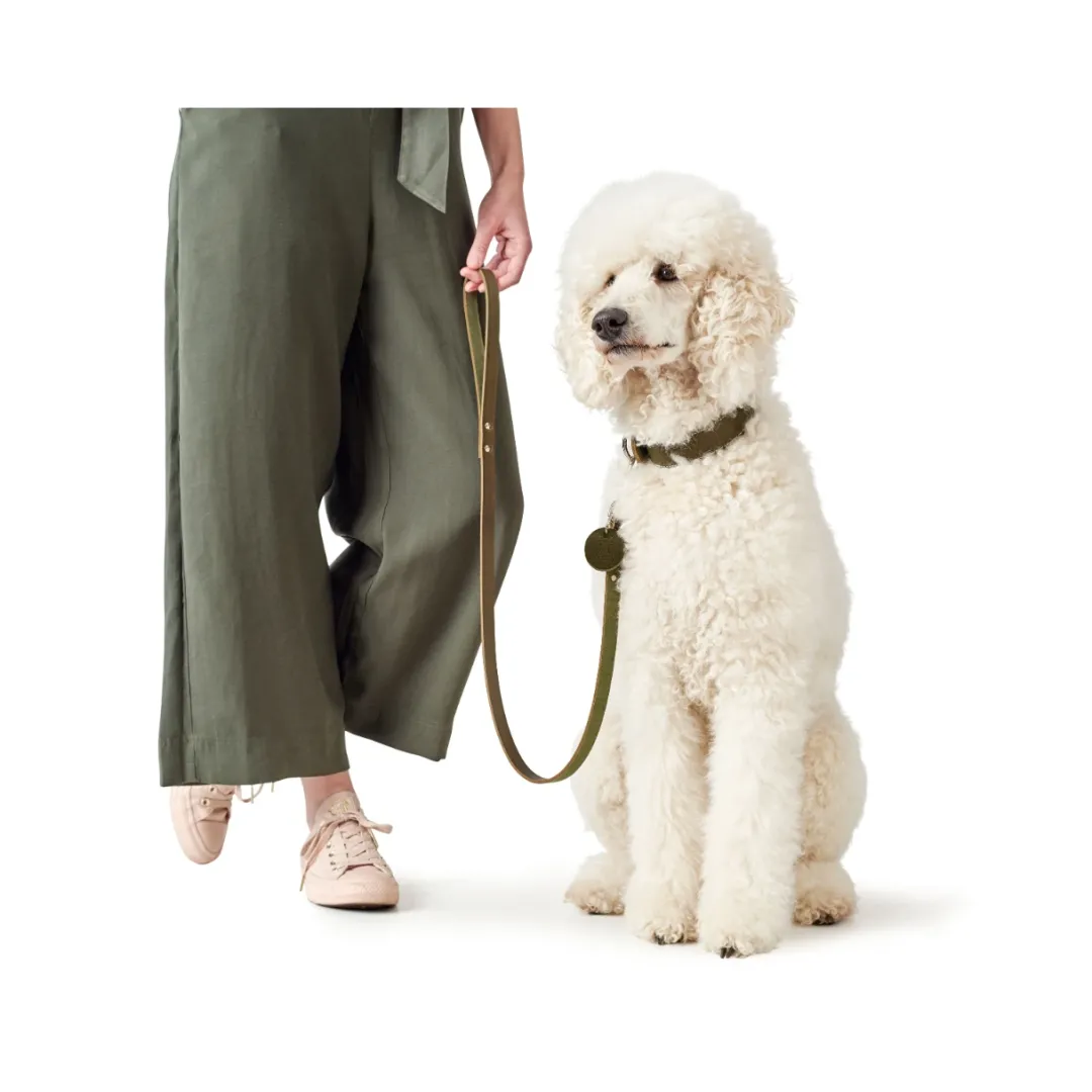 Discount Aalborg Sport Oliven 42 hundehalsbånd - 32-38 cm Hvalpehalsbånd - Bløde Og Sikre Halsbånd Med Perfekt Pasform Til Din Hvalp|Hundehalsbånd Med Stil - Komfort Og Sikkerhed Til Din Hund