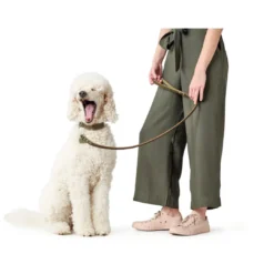 Discount Aalborg Sport Oliven 42 hundehalsbånd - 32-38 cm Hvalpehalsbånd - Bløde Og Sikre Halsbånd Med Perfekt Pasform Til Din Hvalp|Hundehalsbånd Med Stil - Komfort Og Sikkerhed Til Din Hund