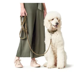 Discount Aalborg Sport Oliven 42 hundehalsbånd - 32-38 cm Hvalpehalsbånd - Bløde Og Sikre Halsbånd Med Perfekt Pasform Til Din Hvalp|Hundehalsbånd Med Stil - Komfort Og Sikkerhed Til Din Hund