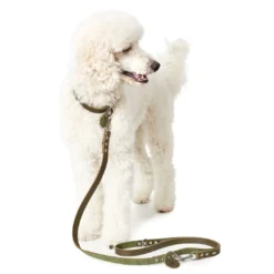 Discount Aalborg Sport Oliven 42 hundehalsbånd - 32-38 cm Hvalpehalsbånd - Bløde Og Sikre Halsbånd Med Perfekt Pasform Til Din Hvalp|Hundehalsbånd Med Stil - Komfort Og Sikkerhed Til Din Hund