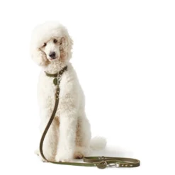 Discount Aalborg Sport Oliven 42 hundehalsbånd - 32-38 cm Hvalpehalsbånd - Bløde Og Sikre Halsbånd Med Perfekt Pasform Til Din Hvalp|Hundehalsbånd Med Stil - Komfort Og Sikkerhed Til Din Hund