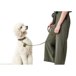 Discount Aalborg Sport Oliven 42 hundehalsbånd - 32-38 cm Hvalpehalsbånd - Bløde Og Sikre Halsbånd Med Perfekt Pasform Til Din Hvalp|Hundehalsbånd Med Stil - Komfort Og Sikkerhed Til Din Hund