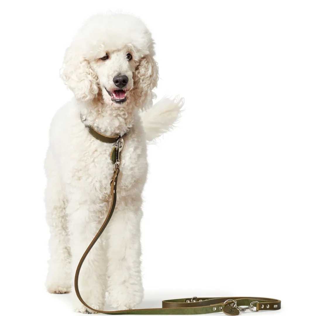Discount Aalborg Sport Oliven 42 hundehalsbånd - 32-38 cm Hvalpehalsbånd - Bløde Og Sikre Halsbånd Med Perfekt Pasform Til Din Hvalp|Hundehalsbånd Med Stil - Komfort Og Sikkerhed Til Din Hund