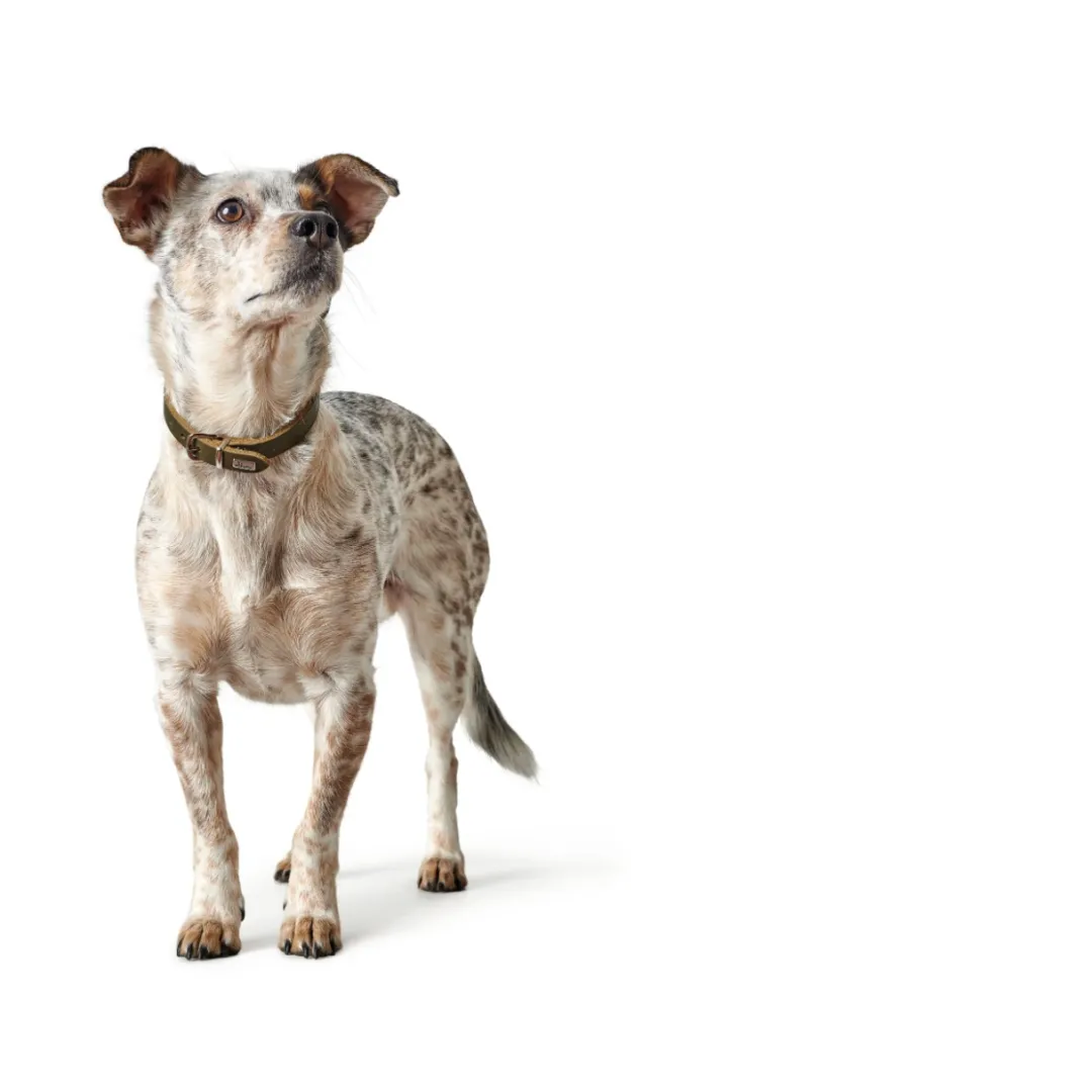 Discount Aalborg Sport Oliven 42 hundehalsbånd - 32-38 cm Hvalpehalsbånd - Bløde Og Sikre Halsbånd Med Perfekt Pasform Til Din Hvalp|Hundehalsbånd Med Stil - Komfort Og Sikkerhed Til Din Hund