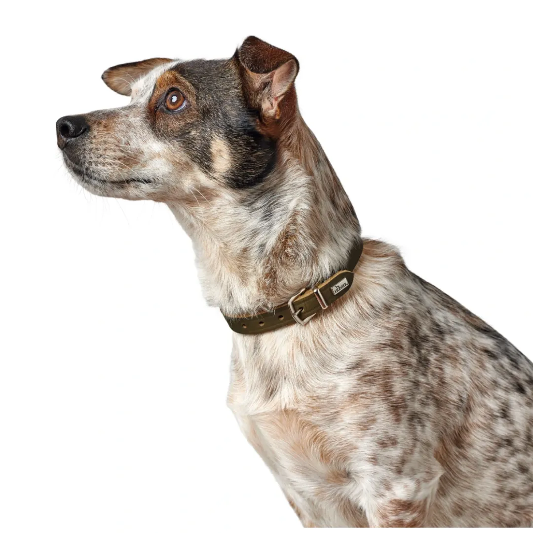 Discount Aalborg Sport Oliven 42 hundehalsbånd - 32-38 cm Hvalpehalsbånd - Bløde Og Sikre Halsbånd Med Perfekt Pasform Til Din Hvalp|Hundehalsbånd Med Stil - Komfort Og Sikkerhed Til Din Hund