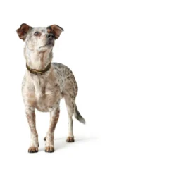 Online Aalborg Sport Oliven 52 hundehalsbånd - 38-47 cm Hvalpehalsbånd - Bløde Og Sikre Halsbånd Med Perfekt Pasform Til Din Hvalp|Hundehalsbånd Med Stil - Komfort Og Sikkerhed Til Din Hund