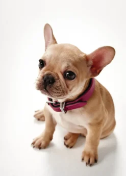 Online Basic halsbånd str.37 Pink - 30,0-34,5 cm Hvalpehalsbånd - Bløde Og Sikre Halsbånd Med Perfekt Pasform Til Din Hvalp|Hundehalsbånd Med Stil - Komfort Og Sikkerhed Til Din Hund