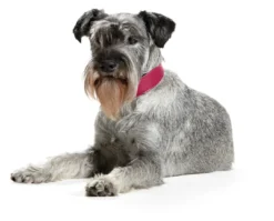 Online Basic halsbånd str.37 Pink - 30,0-34,5 cm Hvalpehalsbånd - Bløde Og Sikre Halsbånd Med Perfekt Pasform Til Din Hvalp|Hundehalsbånd Med Stil - Komfort Og Sikkerhed Til Din Hund