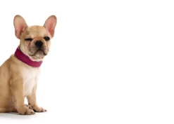 Online Basic halsbånd str.37 Pink - 30,0-34,5 cm Hvalpehalsbånd - Bløde Og Sikre Halsbånd Med Perfekt Pasform Til Din Hvalp|Hundehalsbånd Med Stil - Komfort Og Sikkerhed Til Din Hund